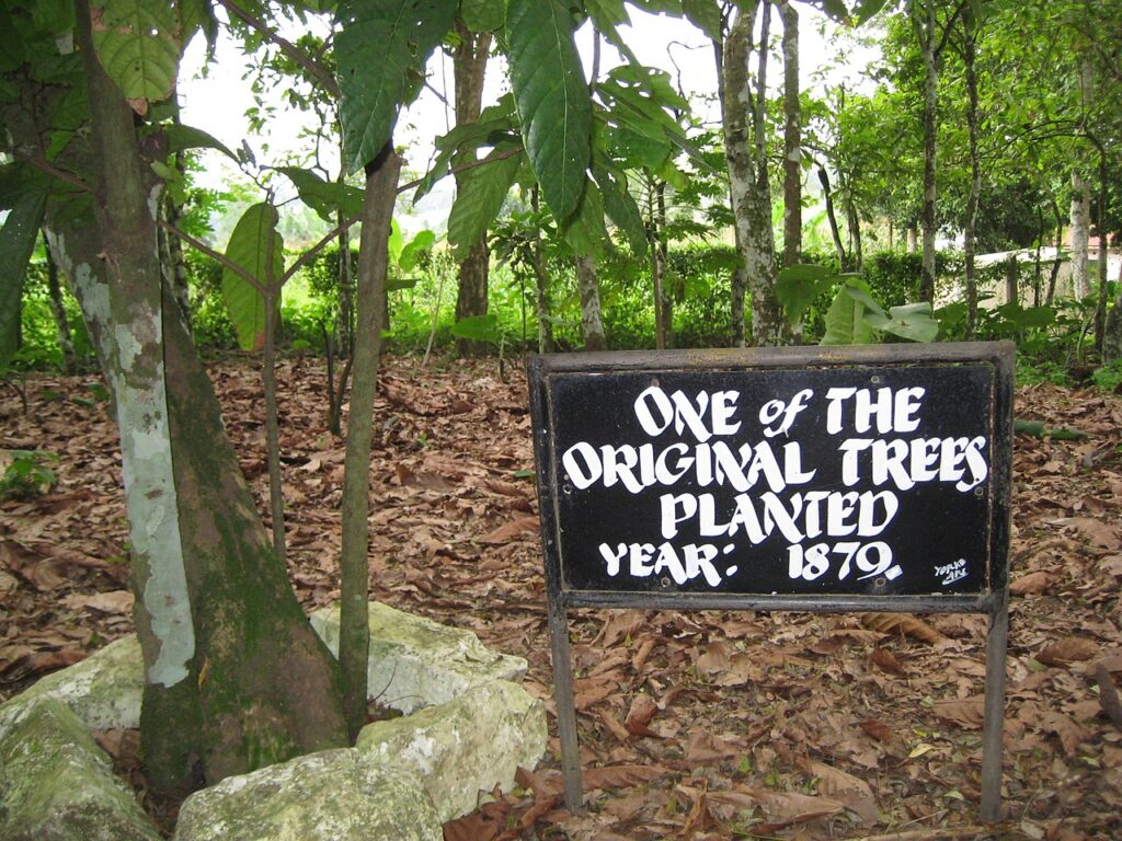 Tetteh_Quarshie_Cocao_Farm_-_One_of_the_original_trees,_planted_1879